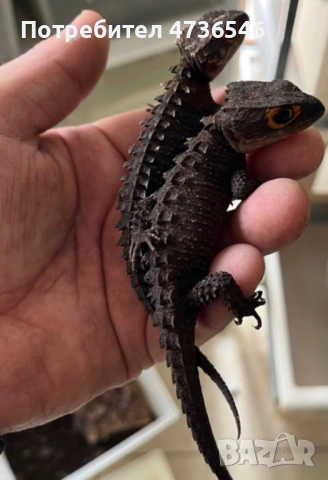 Red eye crocodile skinks/Червенооки крокодилски сцинкове