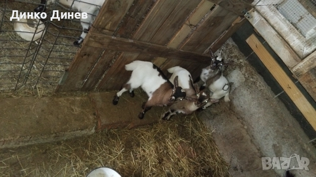 Мини холандски козлета ,кози ,яре , снимка 4 - Кози - 51728029