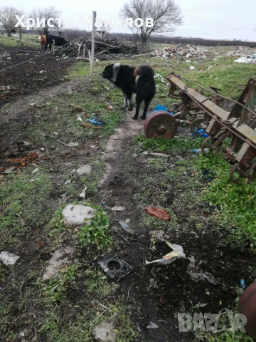 Каракачанско овчарско куче, снимка 9 - Каракачанска овчарка - 53652411