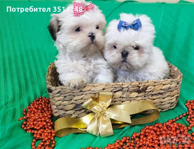 Ши тцу , снимка 3 - Ши Тцу - 52917104