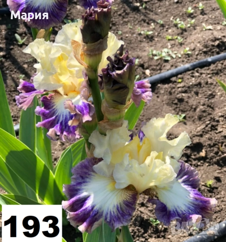 Сортови вискоки ириси /брадати ириси, снимка 13 - Градински цветя и растения - 51459213