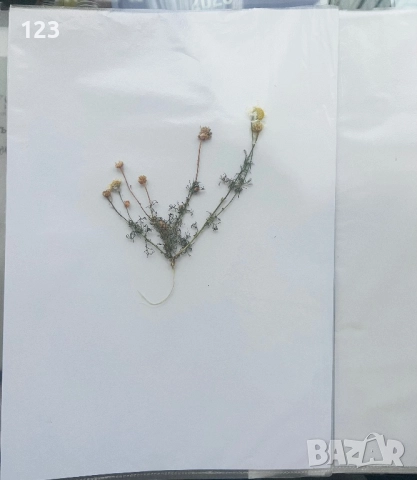 Хербарии по Биология, снимка 4 - Ученически пособия, канцеларски материали - 52644053