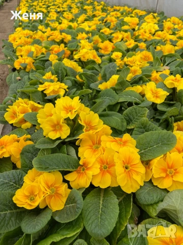 Иглика ( примула ) ТОП ЦЕНА, снимка 8 - Градински цветя и растения - 53356989