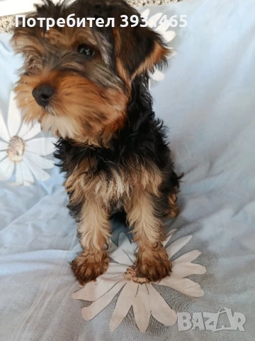 Йоркширски териер , снимка 1
