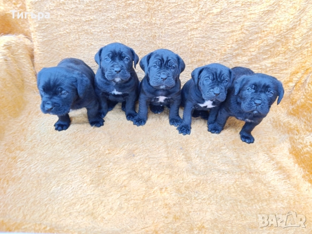 Кане Корсо Италиано , снимка 10 - Кане корсо - 52793038