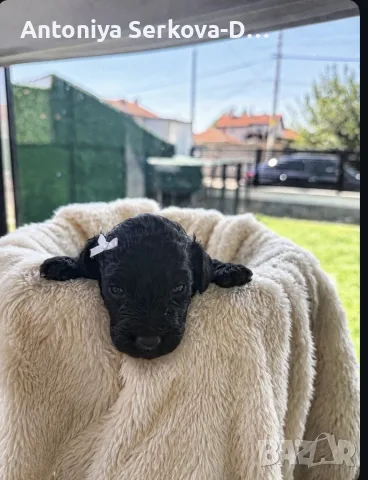Poodle toy/Пудел Той