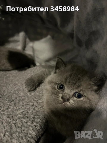 Британска късокосместа , снимка 1