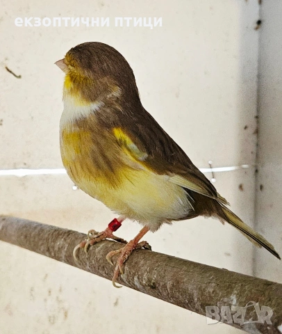 Продава или Разменям, снимка 3 - Амадини - 53306268