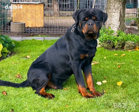 Мъжки ротвайлер 