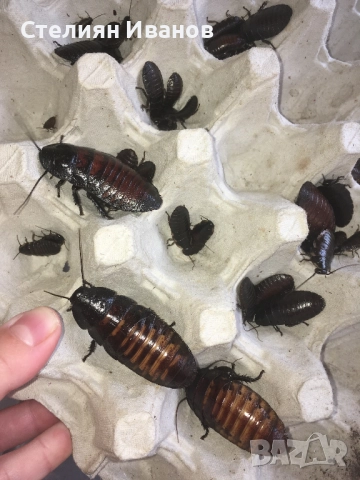 Мадагаскарски съскащи хлебарки (Gromphadorhina portentosa), снимка 2 - Други - 51455371