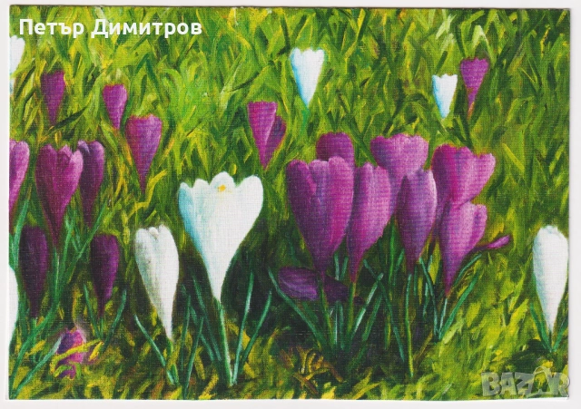 Kартичка Живопис Цветя Минзухари 2024 от Унгария