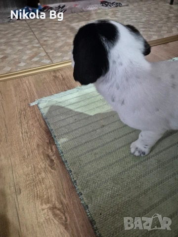 продаваме лабрадор , снимка 16 - Лабрадор ретривър - 53063685