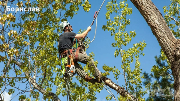 🌳 Арборист – Борислав Момчев. Рязане и кастрене на всякакви дървета Безопасно!!!, снимка 3 - Други услуги - 52314236