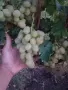 десертно грозде брестовица, снимка 6
