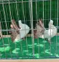 Гълъби Фенерлии, снимка 2