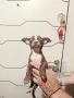 кученце чихуахуа , снимка 1