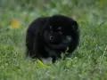 Померан Померанче черно с подпали, снимка 4