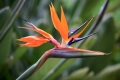 Кралска стрелиция (Strelitzia reginae), снимка 8