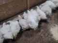 Кокошки                    ., снимка 7