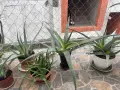 Продавам сукуленти,алое вера и Агаве/столетник/, снимка 4
