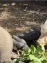 Виаднамски прасета , снимка 3