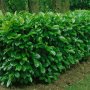 Лавровишна (Prunus laurocerasus), снимка 4