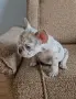 Френски булдог !!!, снимка 5