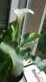 Продавам Цветя Кала за дома - големи, снимка 14
