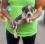 Сини питбулчета 3 момичета и 1 момче., снимка 4