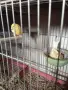 продавам канари, снимка 8