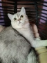 мъжко коте шотландска сребърна чинчила на 7 месеца , снимка 1