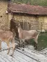 Продавам две кози, снимка 2
