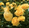Роза 33, снимка 1 - Градински цветя и растения - 36094489