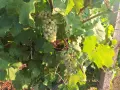 Продавам винени сортове грозде, снимка 2