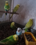 Продавам работещи чифтове вълнисти папагалчета, снимка 14