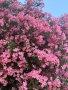 Олеандър, Закум, Лян, снимка 1 - Градински цветя и растения - 44402486
