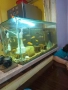 аквариум за рибки , снимка 1