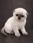 Шотландска клепоуха котка Blue Point. Scottish fold, снимка 1