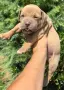 Американско Були Хл/American Bully XL , снимка 11