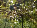 Продавам тъмно грозде,подходящо само за червено вино,обирате го цялото по асмите за 30  всичкото., снимка 1