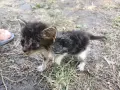 СПЕШНО! Котета търсят приемен или постоянен дом, снимка 1