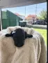 Poodle toy/Пудел Той, снимка 3