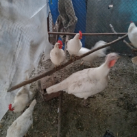 яйца за разплод  от бял Легхорн  консумация, снимка 3 - Кокошки и пуйки - 44533141