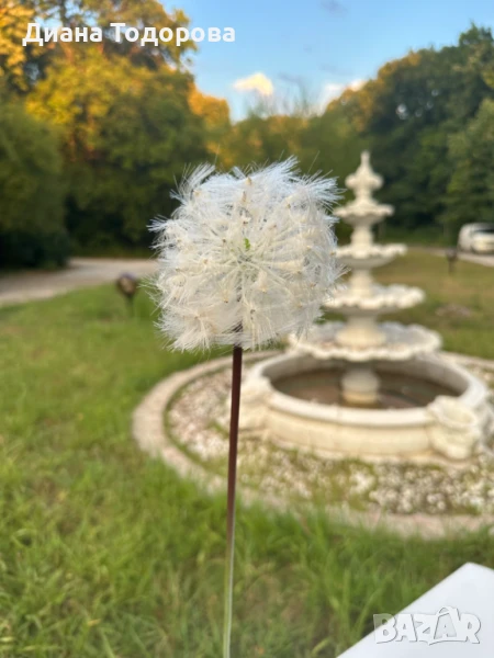 Декоративно глухарче , снимка 1