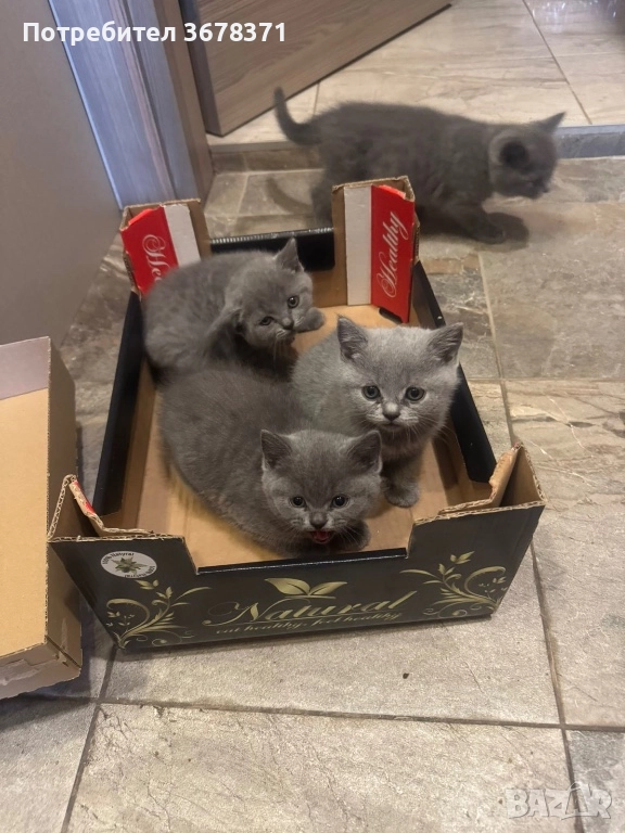 Британски котенца, снимка 1