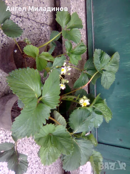 Ягоди Немска принцеса, снимка 1