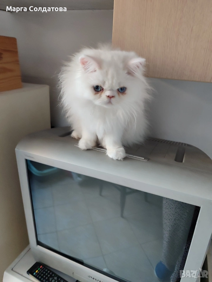 Персиисчета, снимка 1