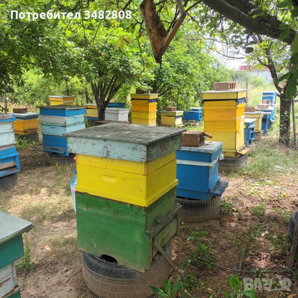 Пчелни семейства( кошери), снимка 1
