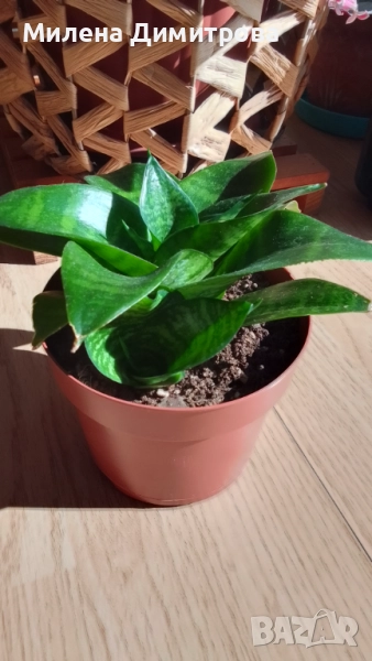 Сансевиера 2 вида / Sansevieria Hahnii/Sansevieria trifasciata  , снимка 1