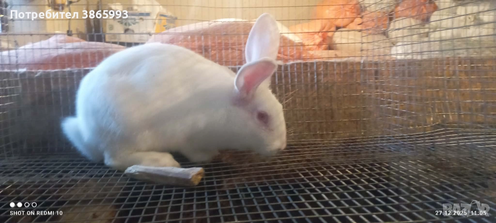 Мъжки Цика, снимка 1